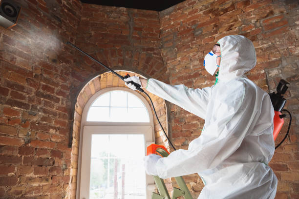 Professional Mold Removal Services in Amberley, OH